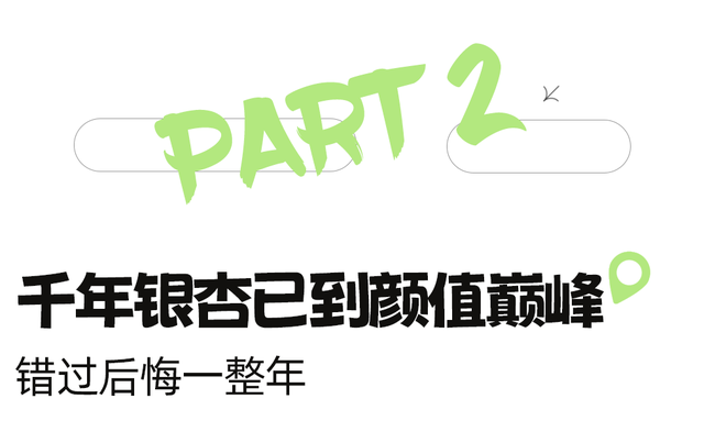 黄了！成都出发1.5h刹拢赏秋秘境，茶海风光无敌，银杏美了上千年！