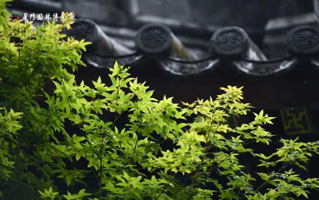 水帘飞泻、喷泉奏乐！厦门清凉“水上秘境”，周末走起→