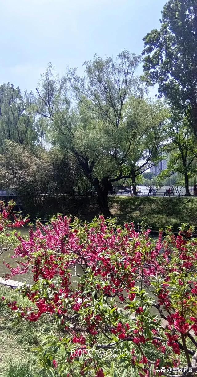 自拍影集（30）紫竹院公园风景绿水轻舟·上