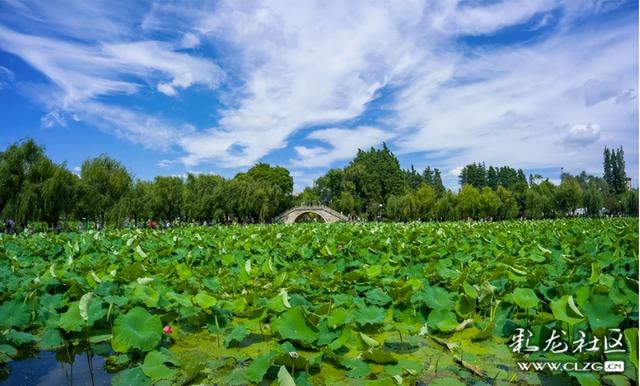 人潮花潮涌动大观楼