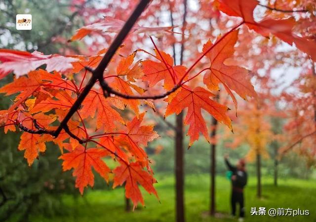 古城与秋叶的交响