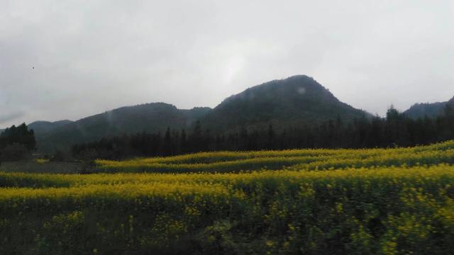 带着孙女去旅行（168）罗平油菜花海游