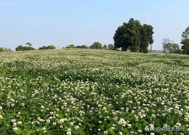 成都被严重低估的赏花地，最火的月见草花又回来了，太美了！