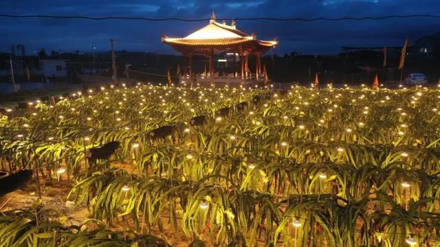 千亩火龙果花海、火龙果主题宴……玩转大宅“十二时辰”→