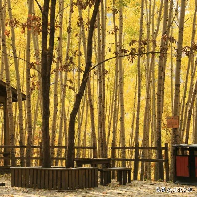 秋日必冲的保定“天然氧吧”出炉，每个都是国家级秘境
