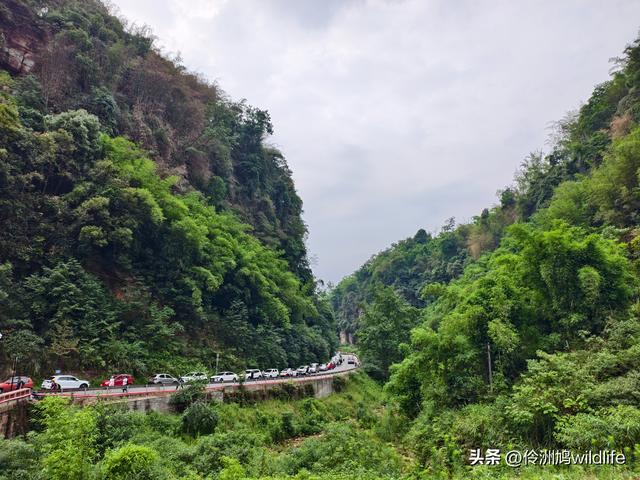 成都徒步（66）·邛崃篇⑥皮缝峡谷·皮缝古道