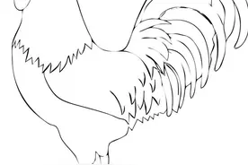 原来画公鸡，这么简单图片