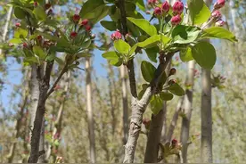 杏花村的媳妇们（10）妇女主任尘埃落定，村长老相好翠花落泪图片