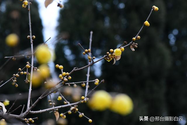 达活泉公园腊梅（美图）