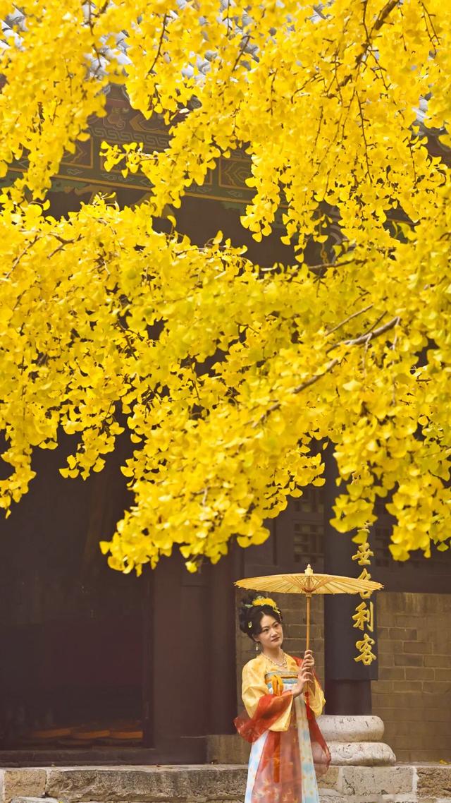 领取限定“杏”运！抓紧来看金色山东