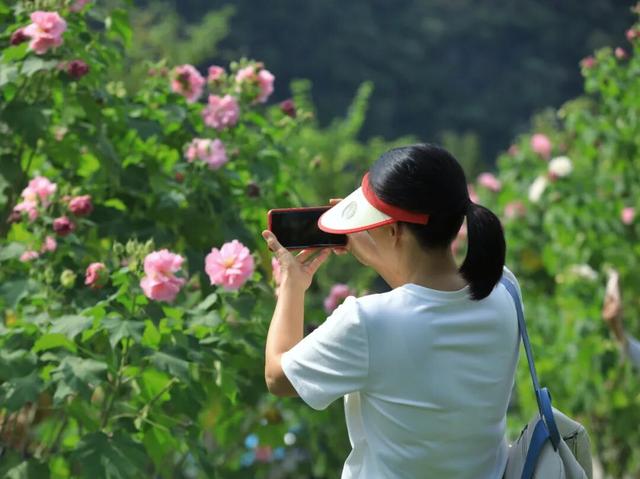 木芙蓉盛放！快到肇庆七星岩邂逅粉色浪漫~