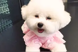 【比熊犯错别心软！4招让它秒变乖宝宝🐾】新手必看攻略图片