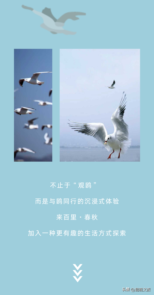 活动预告 | 春城生活主义 ·「 鸥遇正好 」