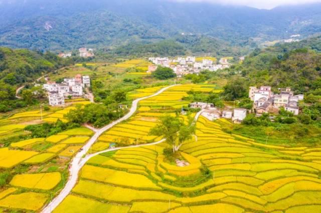 百鸡宴、音乐会、梯田徒步……这周末，肇庆这里超好玩