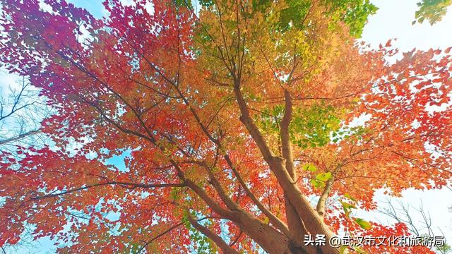 啊“秋”，彩林已上线，快收下这份斑斓！