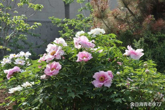 今日情感文章：如果有人心疼你的坚强，那一定是把你爱到了骨子里