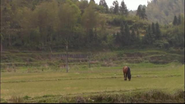 山居这些年，探访过无数苗族村寨，除了羡慕还是羡慕