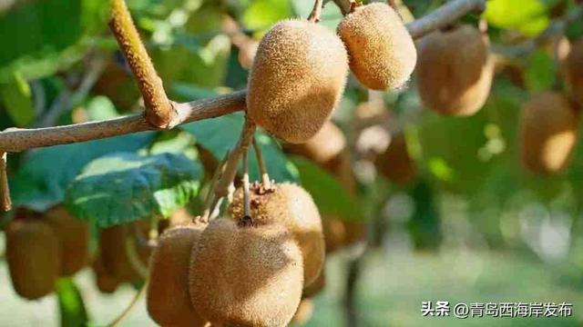 鲜 果 上 市 ！