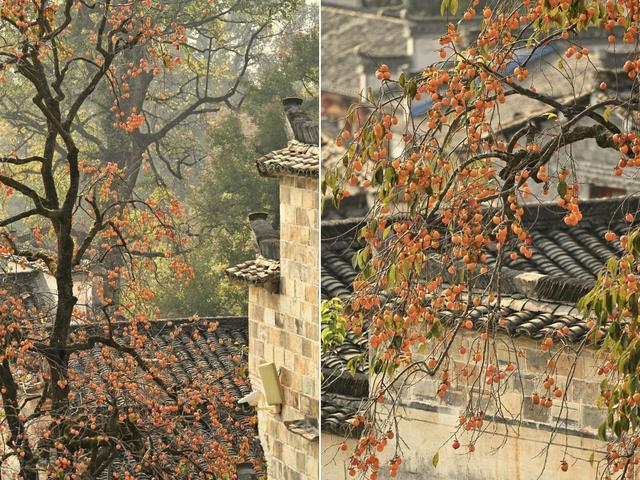 乌桕红、稻田黄、白墙黛瓦：塔川，光看图已醉！