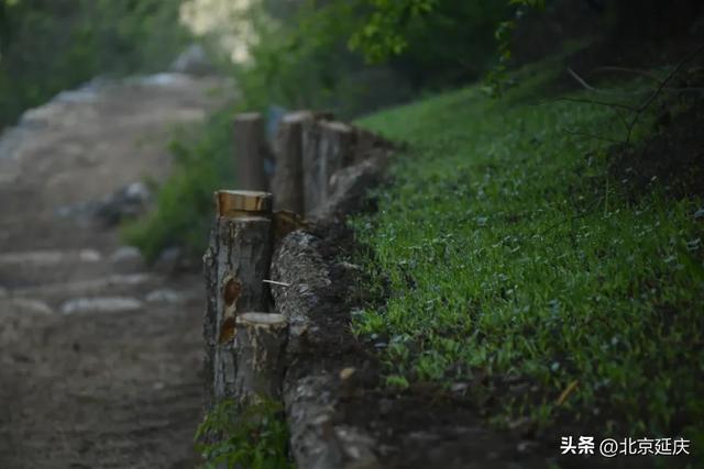 总长近150公里~延庆将建成两条森林步道——