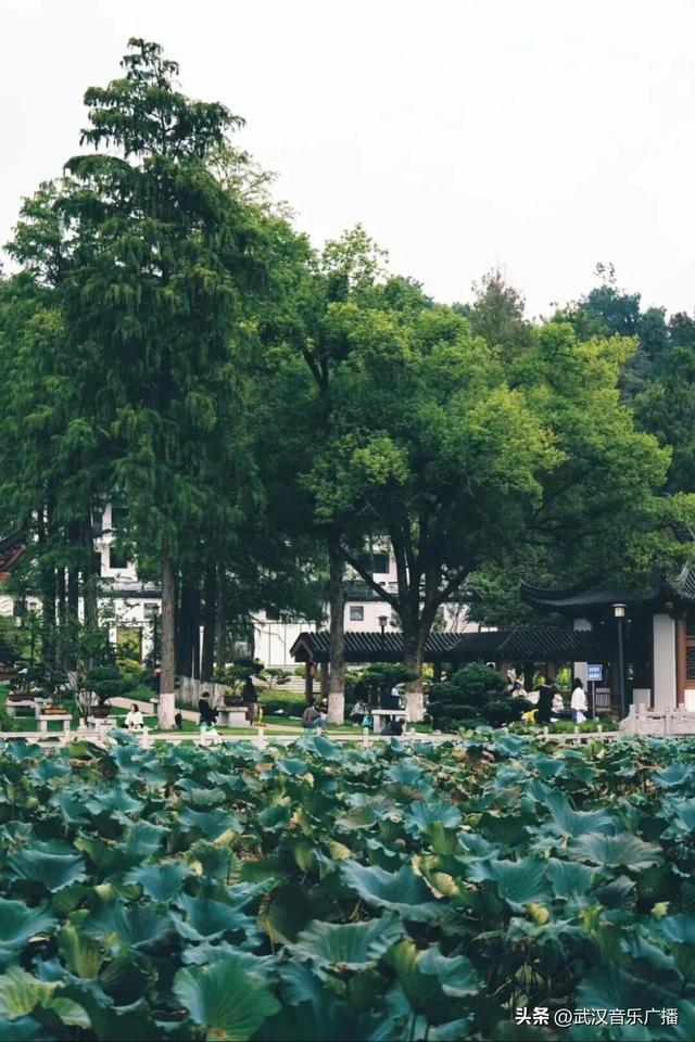 地铁+徒步，秋天的马鞍山公园，太好逛了！