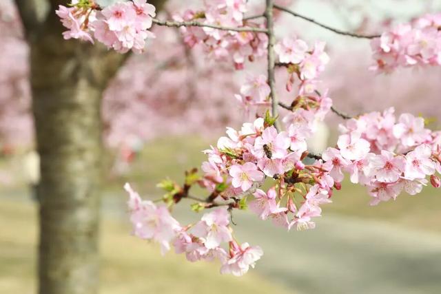 快来新津！成都最早最大面积樱花盛放！