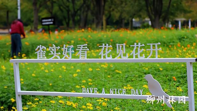 柳州市雀儿山公园硫华菊花海即将盛放