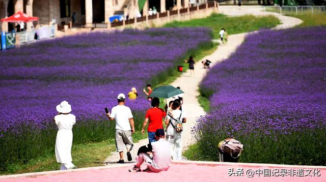 六盘水梅花山雪道秒变“紫色仙境”，避暑新顶流来袭！