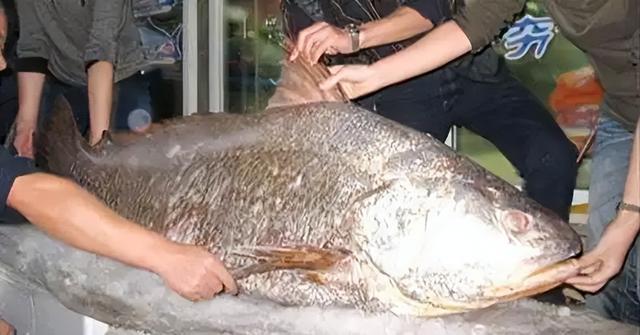 长长一条花胶 2025年一条花胶大约有多少克