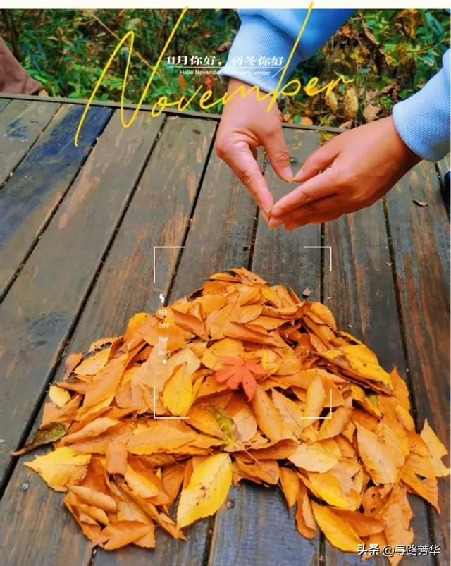 随米仓山的红叶飞舞山林之间