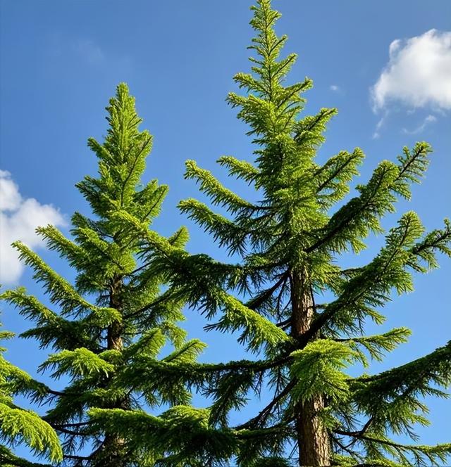 日本和美国早已禁种	，那中国为何依然大力种植？背后的原因不简单