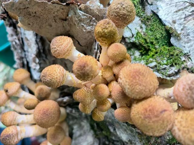 大兴安岭树上的榛蘑