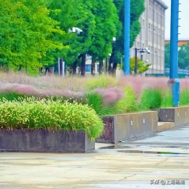 杨浦“最美秋景”上线！超多人抢着来打卡!