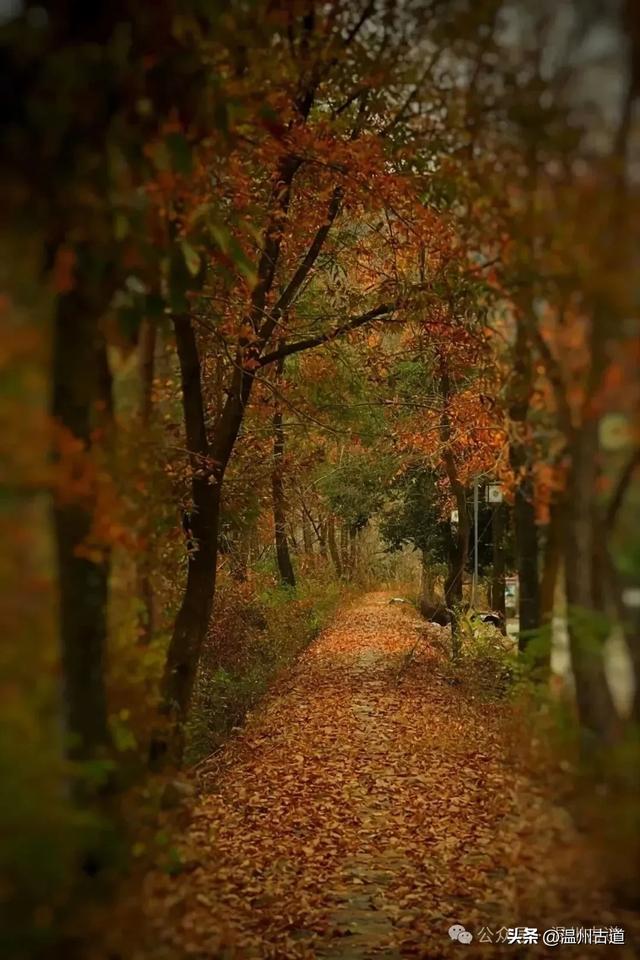 收好这份温州《红枫古道地图》，挑个好天气出门走走！