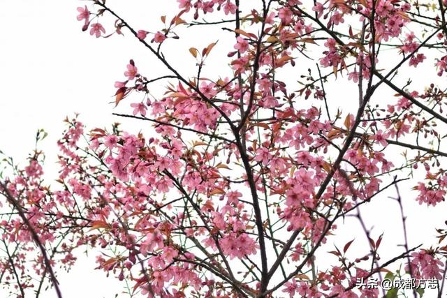 成都第一波樱花开了？？