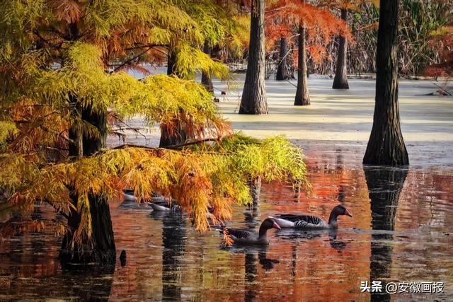 游人如织！第九届来安池杉湖观鸟周暨非遗美食文化宣传系列活动启幕