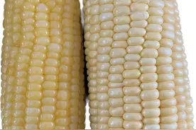 减肥该选择甜玉米or糯玉米？医生回应！图片
