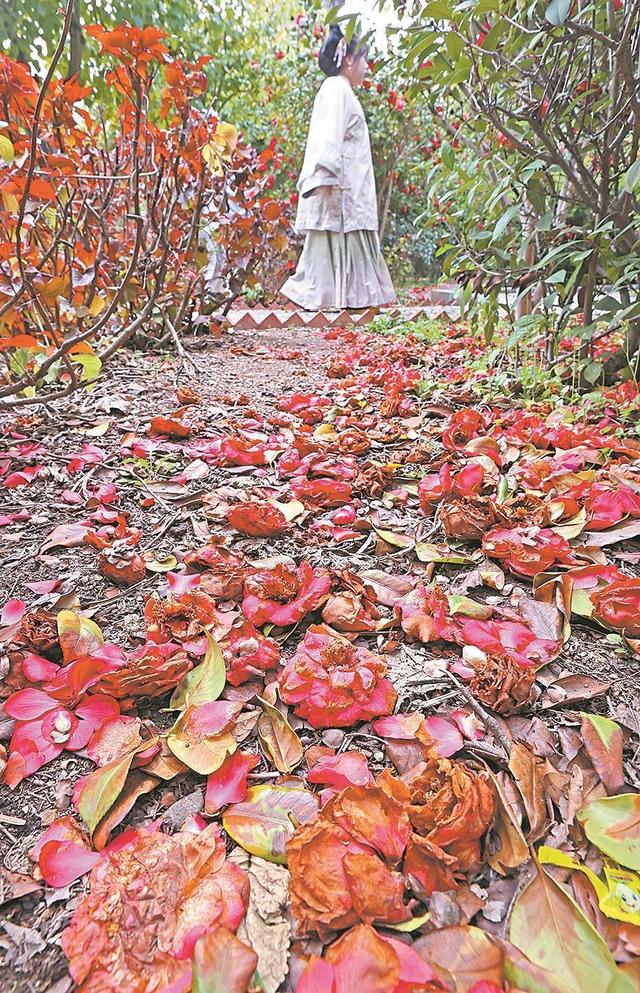 泉州：春雨润古寺，山茶映塔开