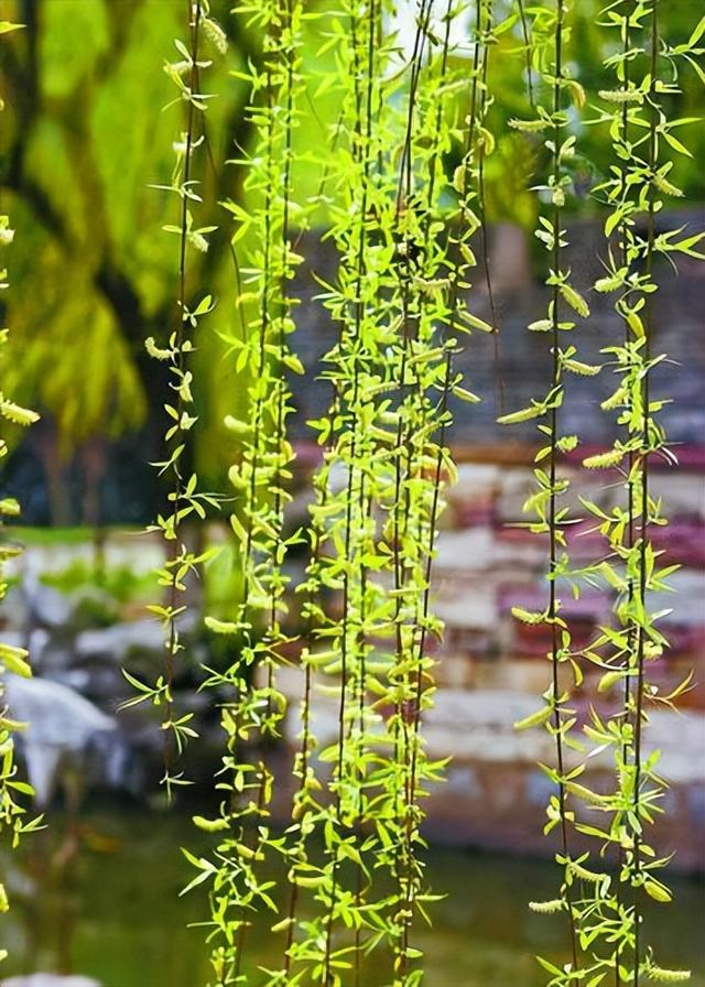 姚江边的那棵柳树