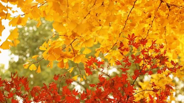 一叶知秋，一树成金，又到银杏醉美时