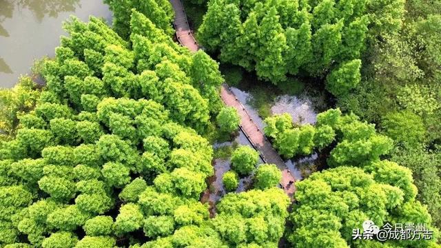 这条5公里旅游专线，串起成都N个好耍地！
