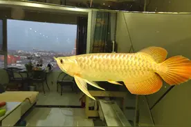 养鱼的风水讲究，要养几条合适呢？图片