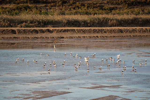“鸟浪”来了！这份观鸟攻略请收好