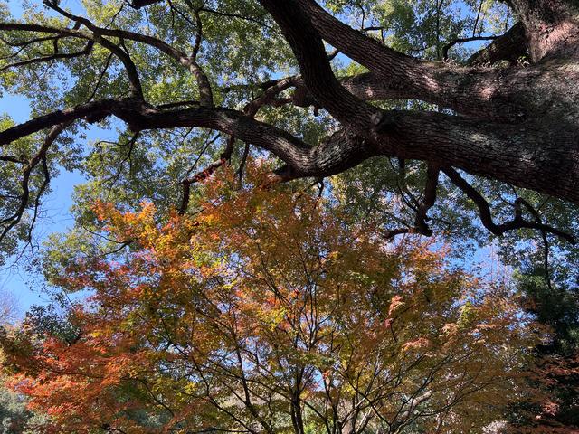 杭州红叶季：桂花之后百花杀，旖旎红叶胜百花。