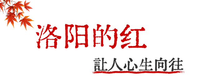 趁天晴出发！洛阳这片杉林红了！无需门票…