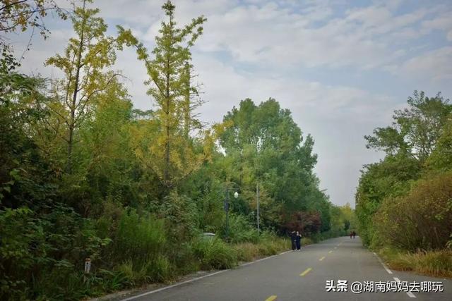 冬日遛娃就去长沙“济州岛”！水杉染红，芦苇摇浪，0元解锁 “橘子海” 日落