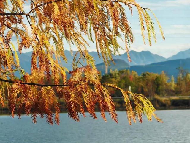 丽江初冬藏不住了！中济海公园的水杉变黄了，随手拍都是大片
