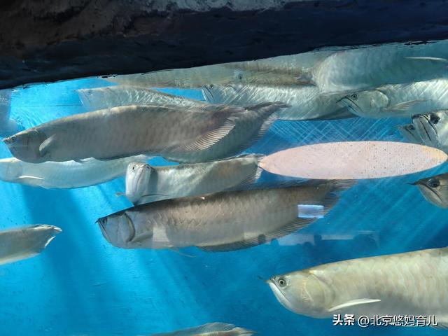 第一次去国家自然博物馆，水族馆和恐龙乐园是8岁孩子的最爱