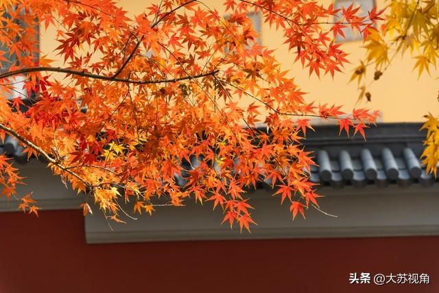 南京的浓颜是枫叶林给的！18个机位+时间点，避开人潮拍出大片