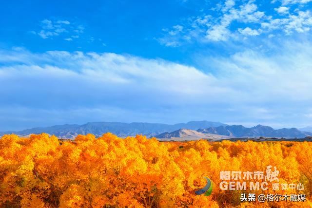 青海格尔木：戈壁流金 胡杨“盛装”迎秋